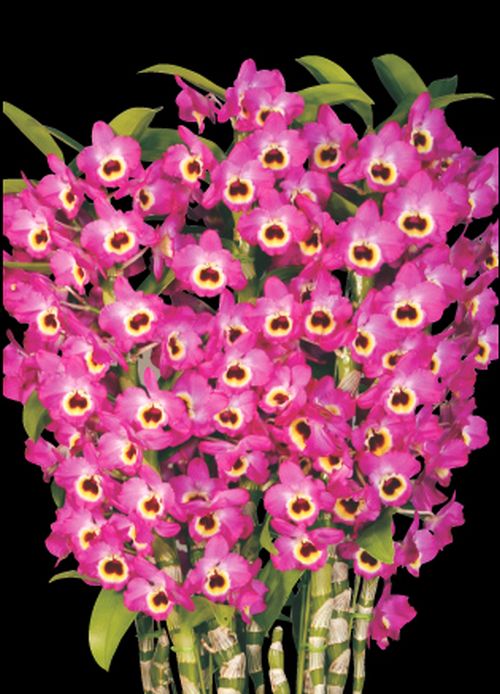 Den. Red Emporer 'Prince'