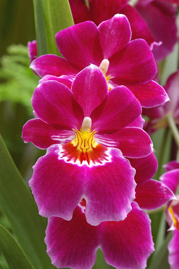 Miltoniopsis Red Tide '15159'