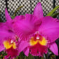 Blc. Ronald's Canyon 'Kokohead'