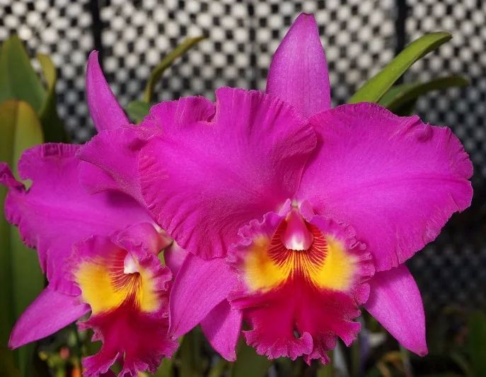 Blc. Ronald's Canyon 'Kokohead'