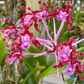 Laelia rosea