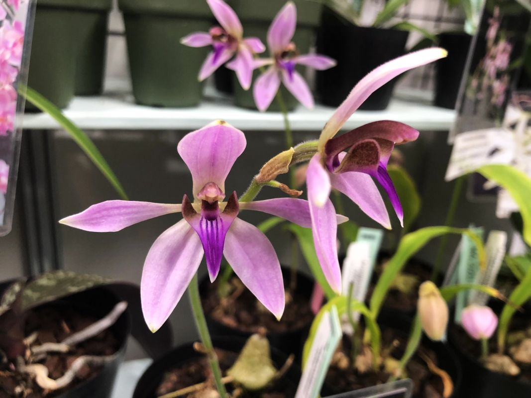 Ancistrochilus rothschildianus