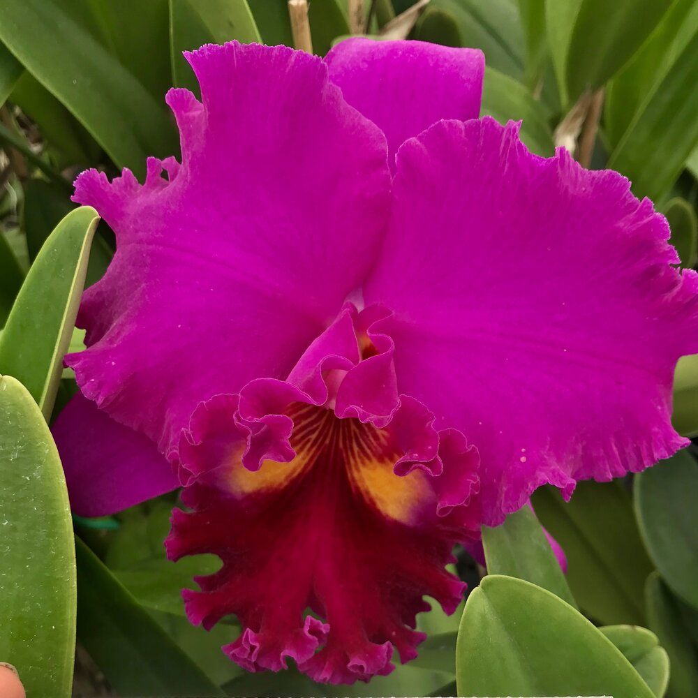 Rlc. Sachiko Tsugawa 'Volcano Queen'