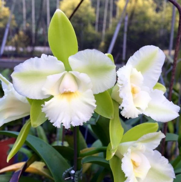 Epc. Siam Jade 'Avo'