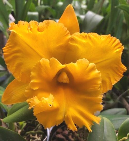 Rlc. Siam Pacific Delight