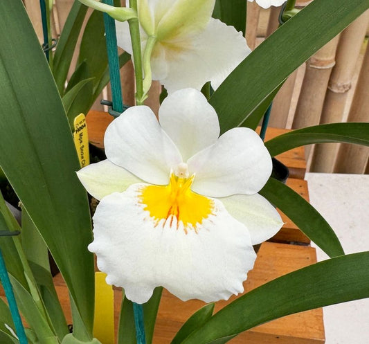 Mps. Snow Charm 'Mauna Kea'