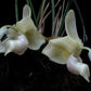 Stanhopea reichenbachiana 'Eve' x tigrina 'Glory of Mexico'