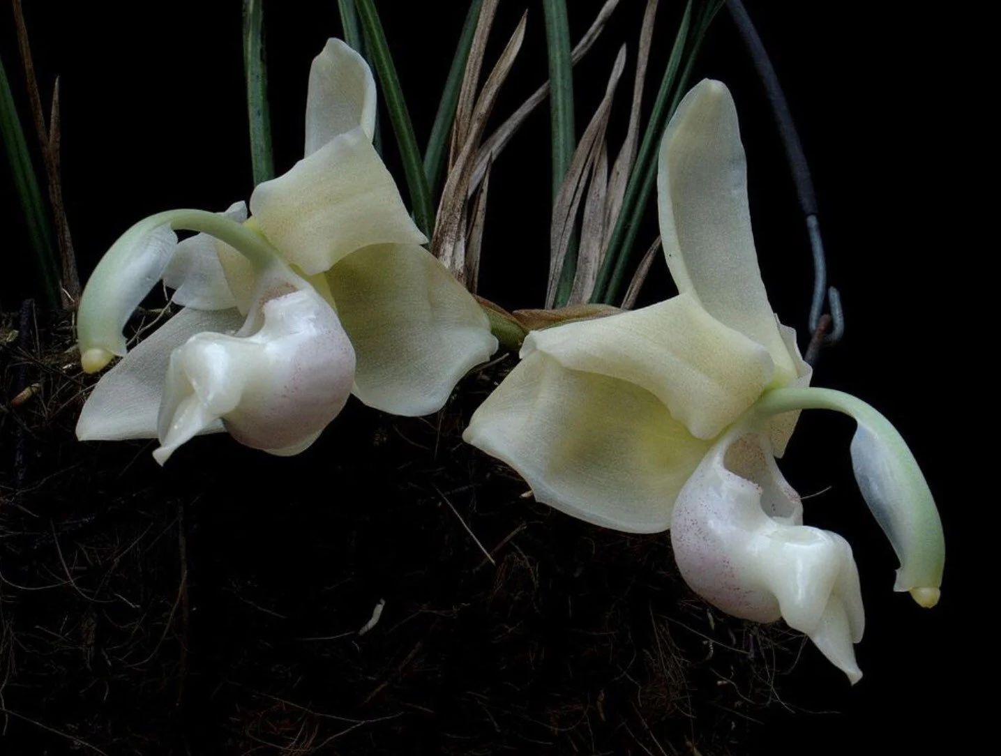 Stanhopea reichenbachiana 'Eve' x tigrina 'Glory of Mexico'