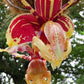 Stanhopea reichenbachiana 'Eve' x tigrina 'Glory of Mexico'