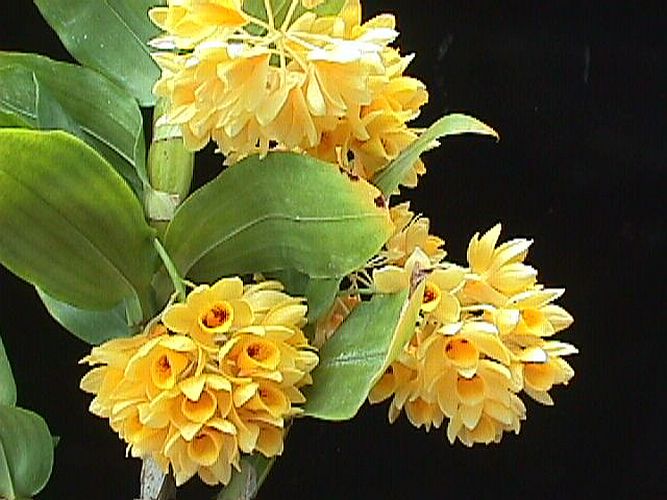 Den. sulcatum 'Valley Isle' x Den. sulcatum 'Pauwela'