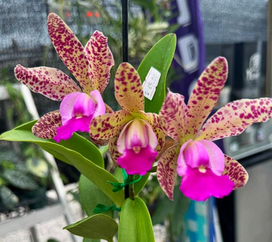 C. Summer Spot x Small World