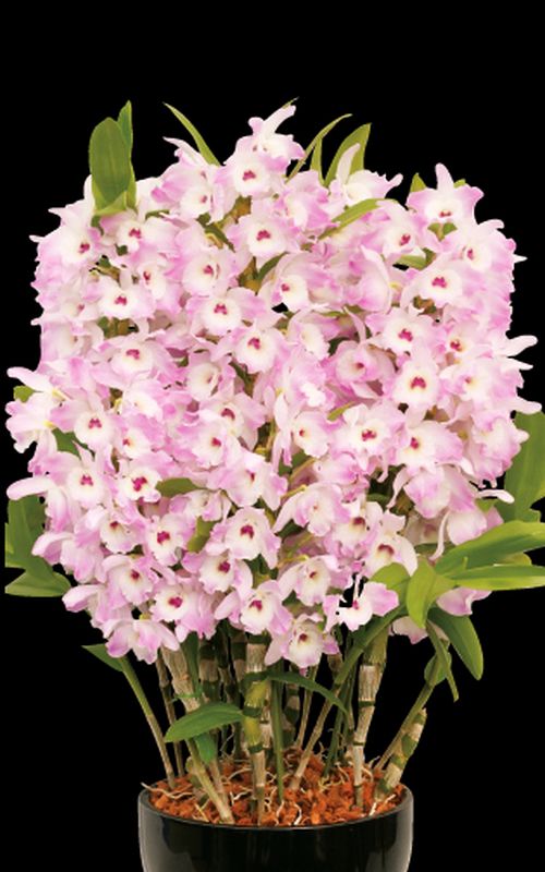 D. Super Model 'Fancy'