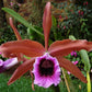 Cattleya tenebrosa