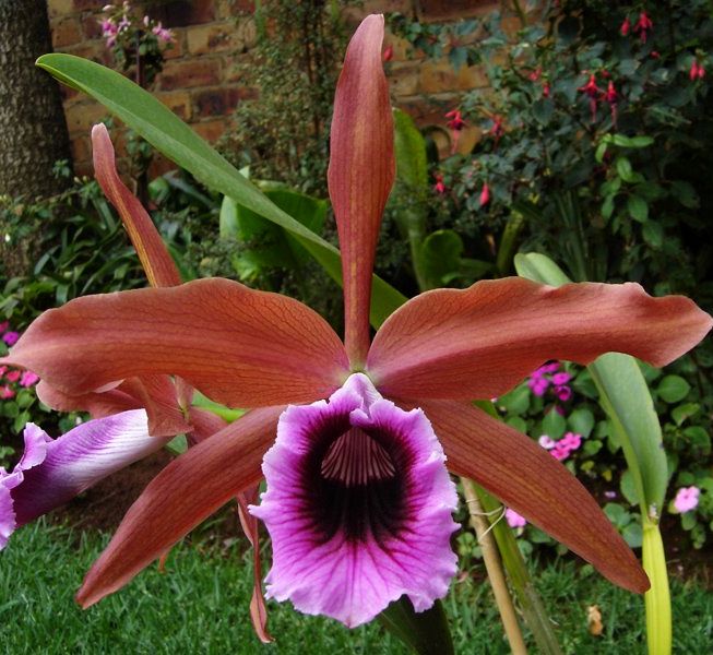 Cattleya tenebrosa