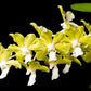 Vanda tessellata var. aurea x Holc. rupestre