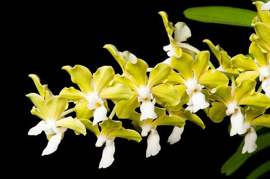 Vanda tessellata var. aurea x Holc. rupestre