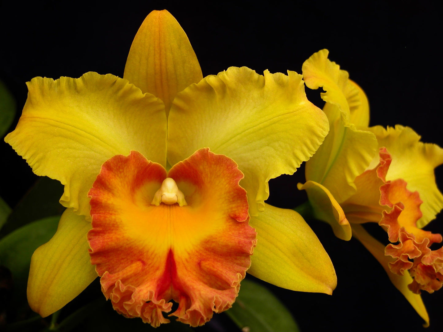 Blc. Hawaiian Venture 'Carmela'