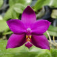 Phal. violacea 'Red' x sib ('#5' x '#4')