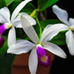 C. violacea semi-alba x sib