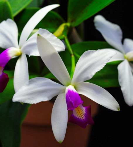 C. violacea semi-alba x sib