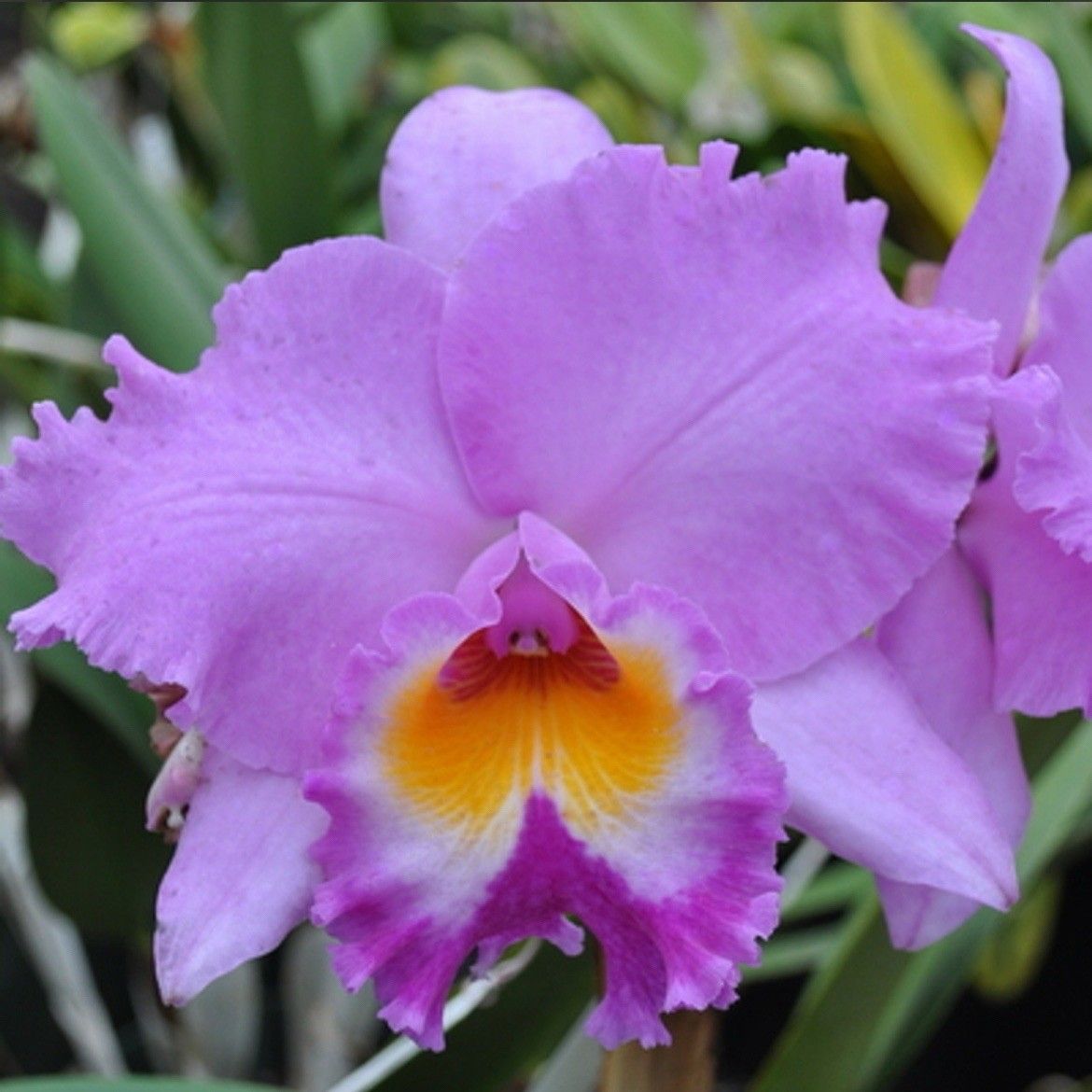 Rlc. Volcano Spring 'Volcano Queen'