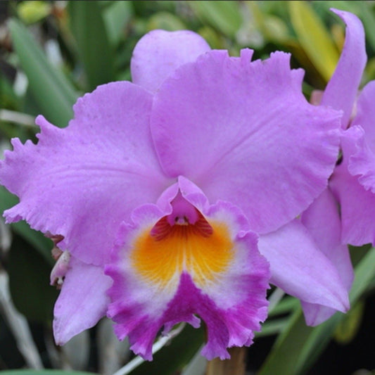 Rlc. Volcano Spring 'Volcano Queen'