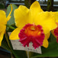 Blc. Waianae Appeal 'Carmela'