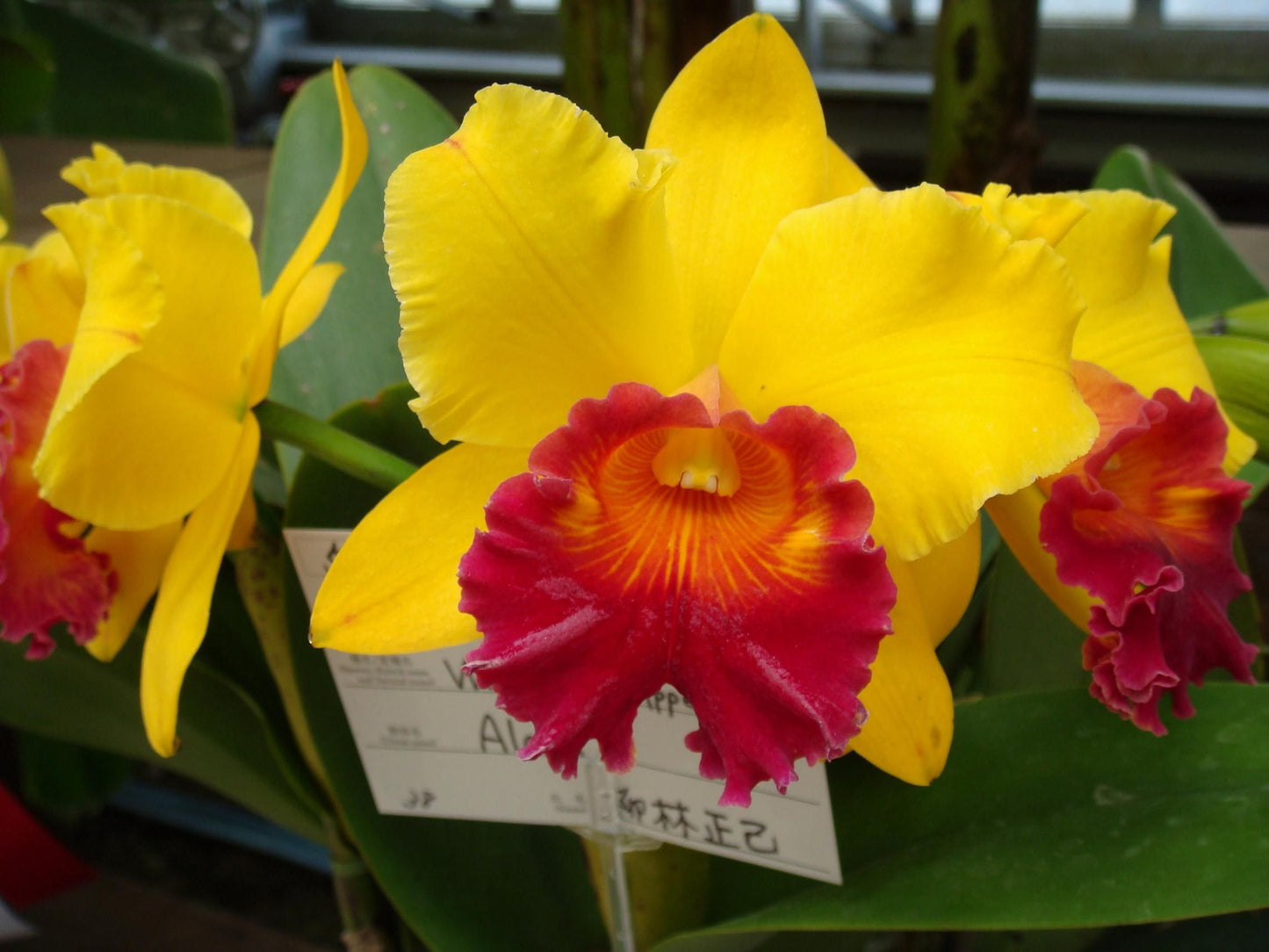 Blc. Waianae Appeal 'Carmela'