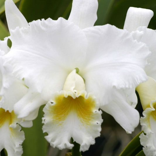 Rlc. Wendy Tanaka 'Volcano Queen'