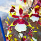 Odontocidium Wildcat 'Rainbow'