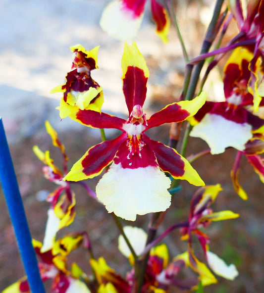 Odontocidium Wildcat 'Rainbow'