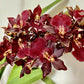 Odontocidium Wildcat 'Bobcat'