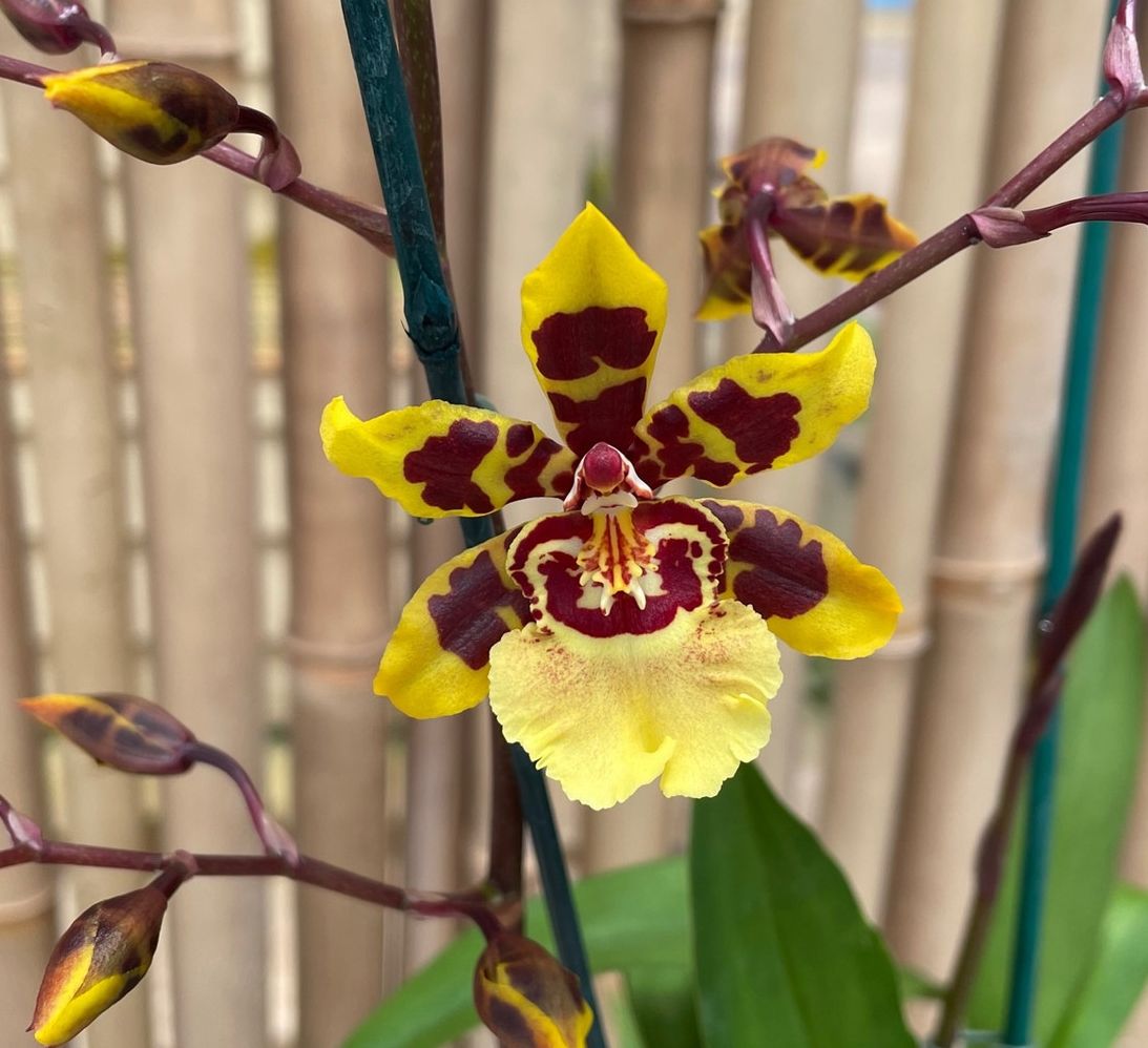 Onc. Wildcat 'Garfield'