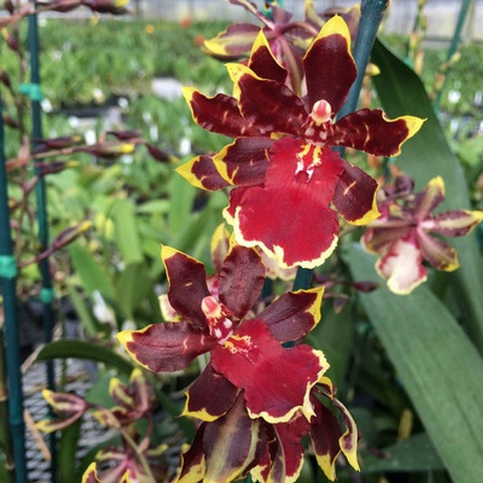 Odontocidium Wildcat 'Golden Red Star'