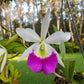 Blc. Windward Flare 'Hawaii'