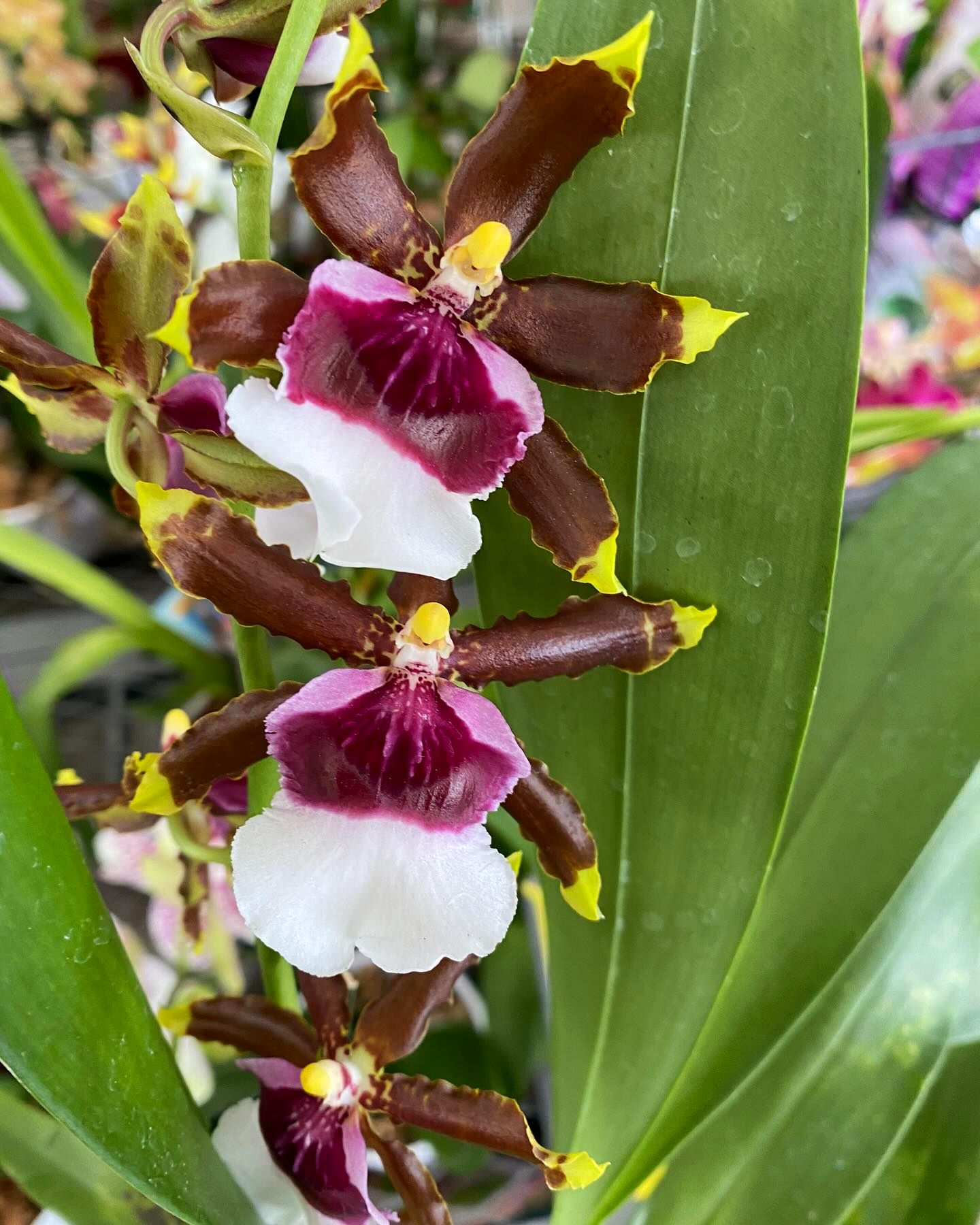 Onc. Witch's Jewel 'Ivory Lips'