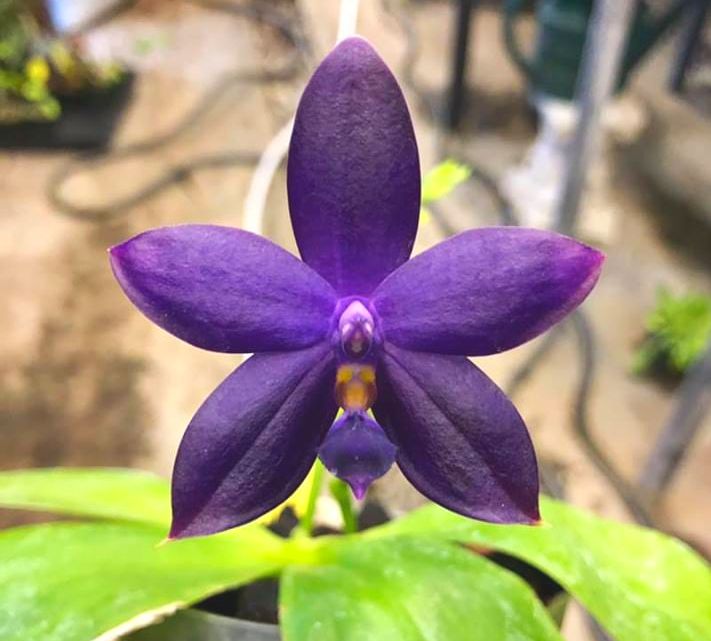 Phal. Yang Yang 'Blueberry' x equestris coerulea