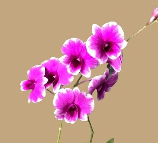 Den. Yaya