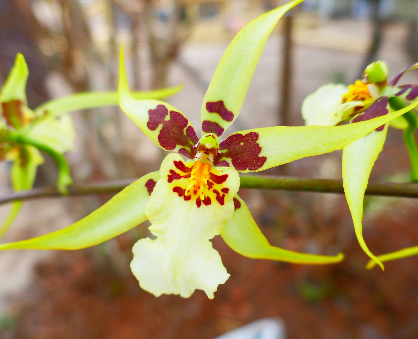 Mclra. Yellow Star 'Golden Gambol'