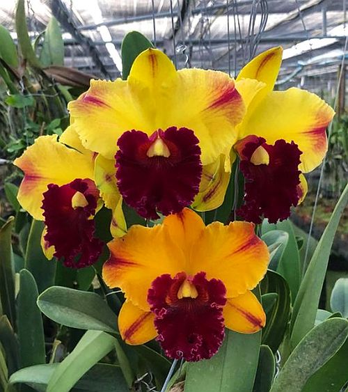 Rlc. Good News x Rlc. Yingluck Smile 'Heart of Gold'