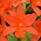 Rth. Young Min Orange 'Golden Satisfaction' x B. nodosa 4N '1713'