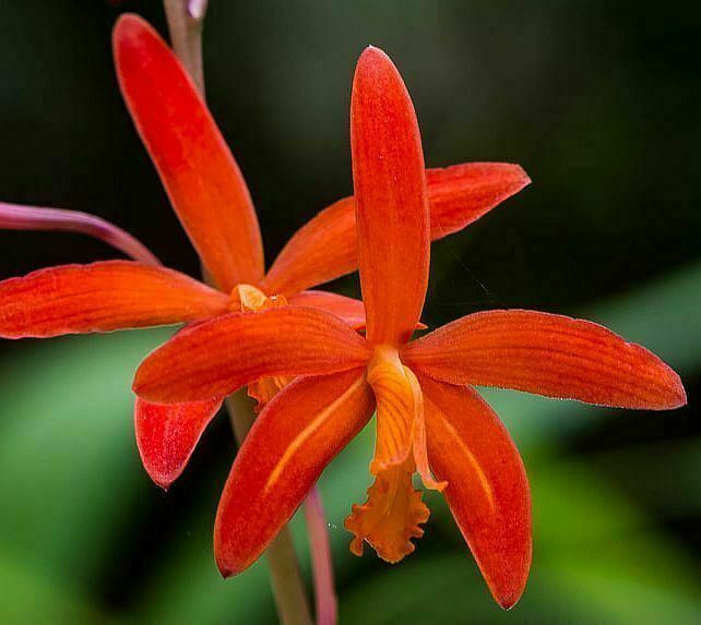 Cattleya Brazilian Angel x C. leopoldii (tigrina) - Aeribella