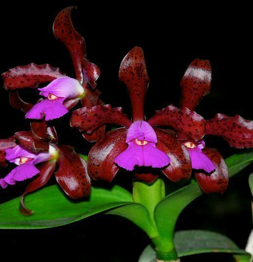 Cattleya Brazilian Angel x C. leopoldii (tigrina) - Aeribella