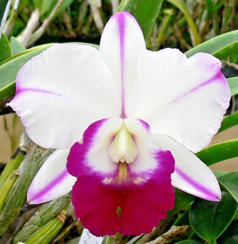 Blc. Robert's Choice 'Dee'