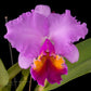 Cattleya Irene Holguin 'Brown Eyes'