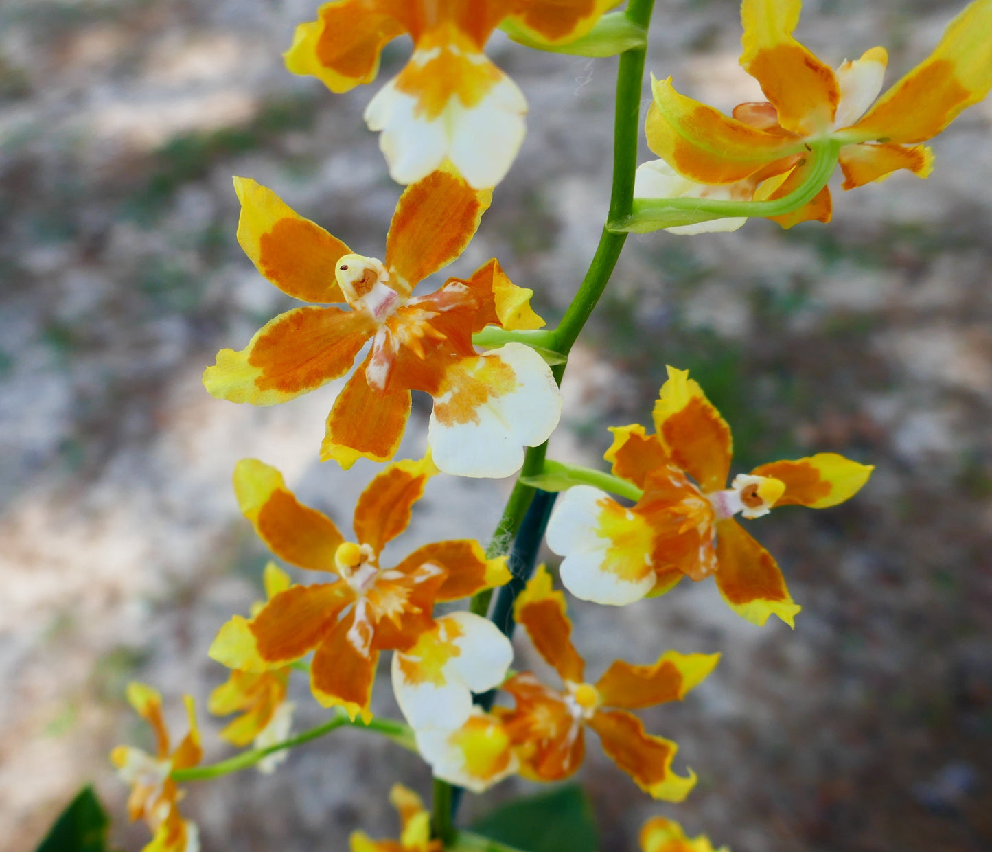 Onc. Firecracker 'Lucky Strike'