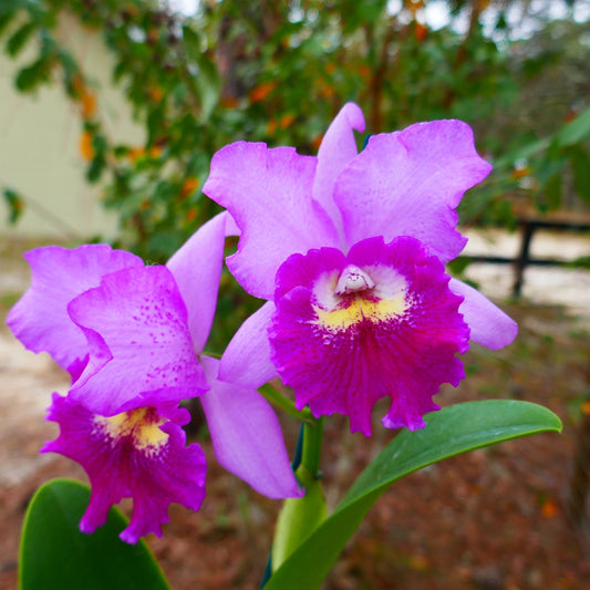 Pot. Hsinying Pink Doll 'Hsinying'