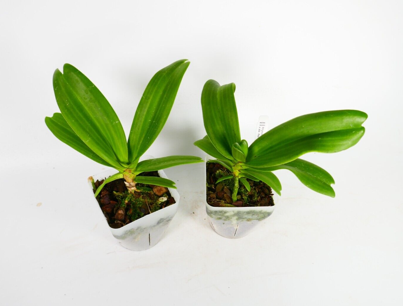 Rhynchostylis gigantea Red Spot