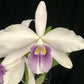 C Rubin 'Cold Steel' x Mem Robert Strait 'Blue Hawaii'