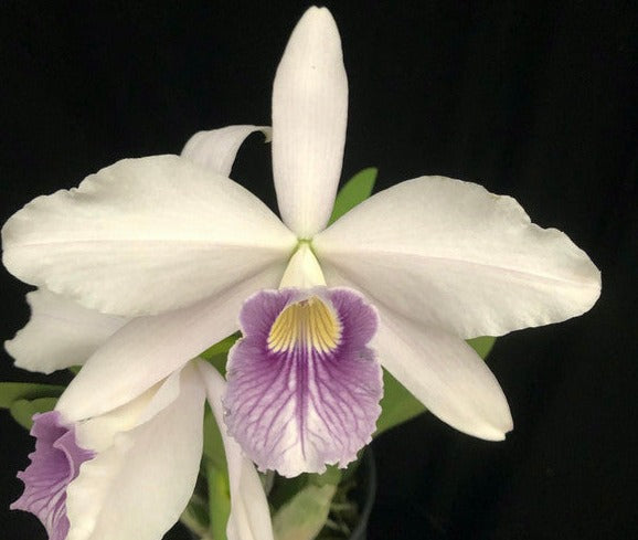 C Rubin 'Cold Steel' x Mem Robert Strait 'Blue Hawaii'